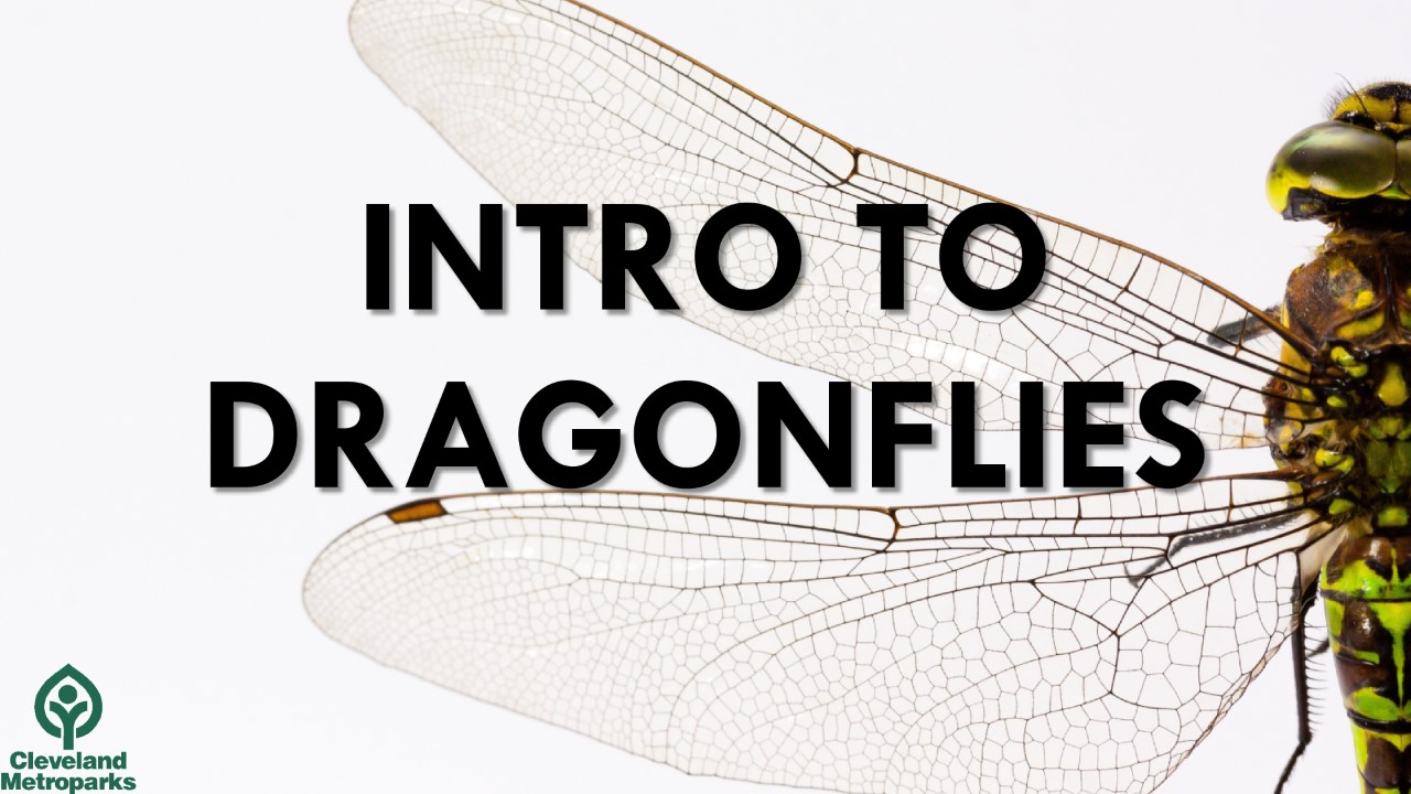 Intro to Dragonflies