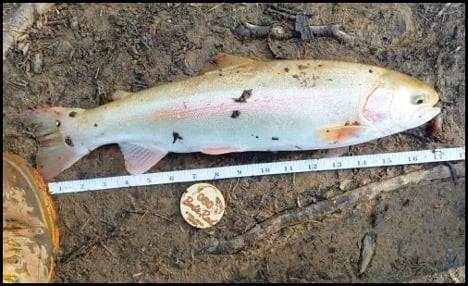 4-2-26-barbie-7.jpg 4-2-26-barbie-7.jpg