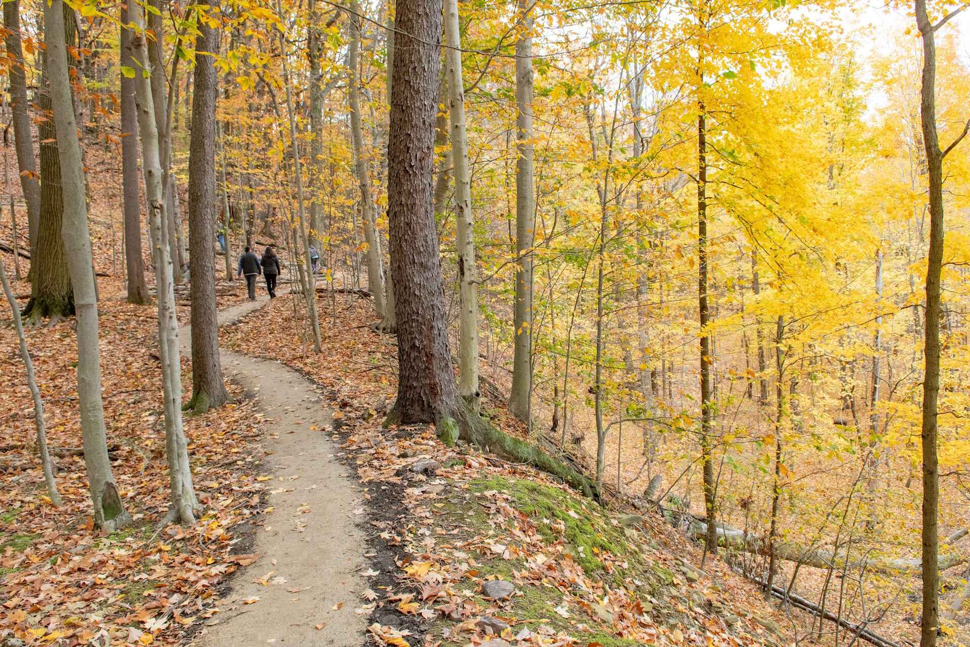 there are two people walking down a path in the woods, a tilt shift photo inspired by Henry Carr, trending on flickr, hudson river school, hiking trail, walking upright in a forest, william penn state forest