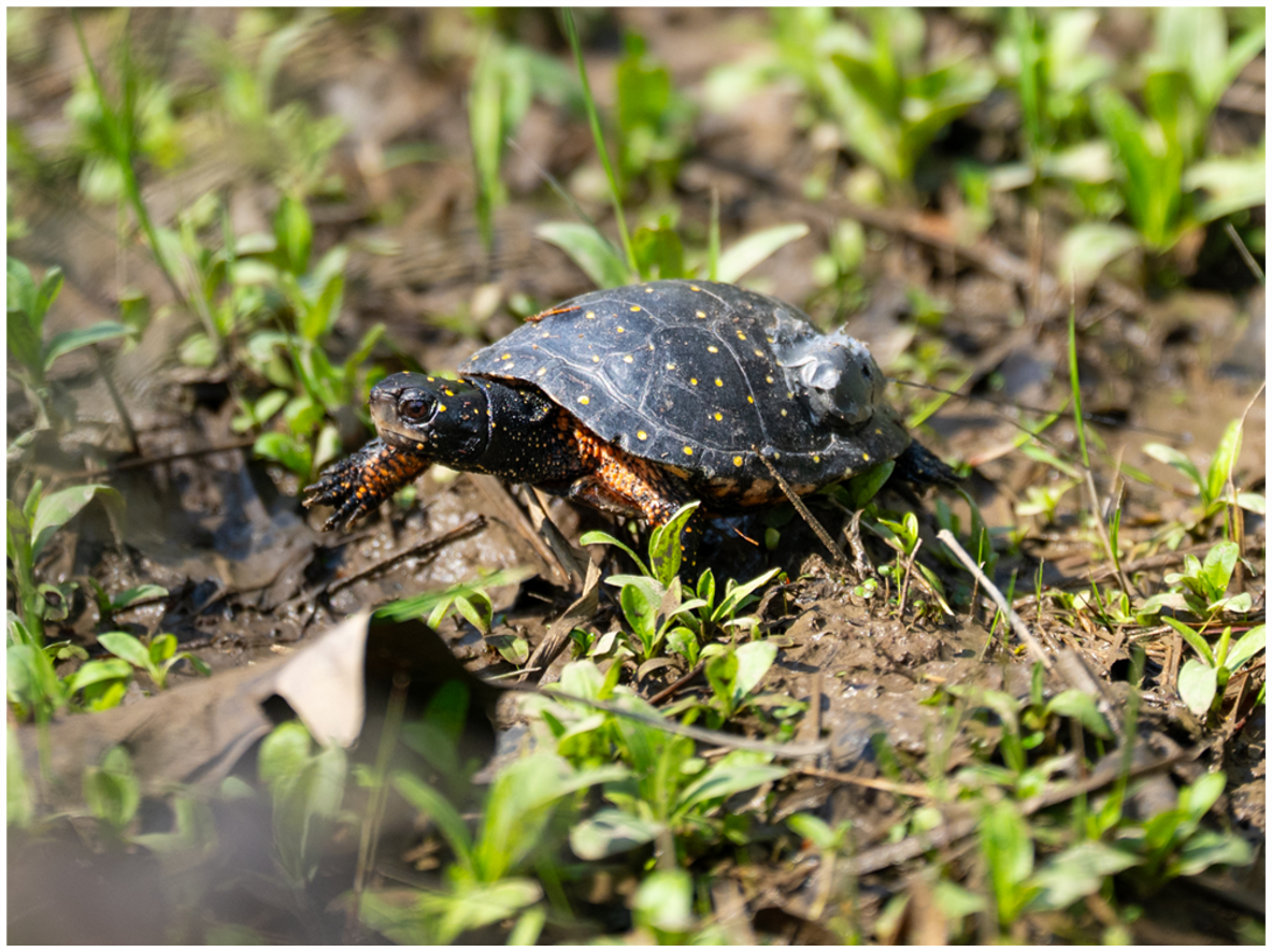 FIgure4_right_SpottedTurtle.png