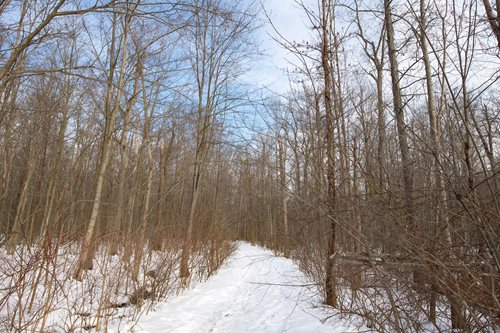 A snowy trail meandering through a dense forest, showcasing the calm and beauty of winter in the woods.