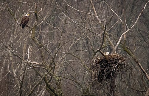 there are two birds sitting on the nest of a tree, a picture by Paul Emmert, featured on cg society, american romanticism, majestic symmetrical eagle wings, helicopters and tremendous birds, political meeting in the woods