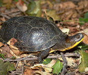 Thumbnail image for Blanding's Turtle Project