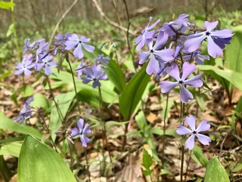 a cluster of light purple wildflowers blooming in a natural setting. The flowers have delicate petals that form star-like shapes, with long stems rising from the ground amidst green leaves and a background of earthy, forest-like ground cover