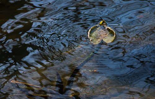 a turtle swimming in a pond with a leaf in its mouth, an impressionist painting by Dennis Ashbaugh, flickr contest winner, ecological art, in a pond, rippling with magic, rippling magic