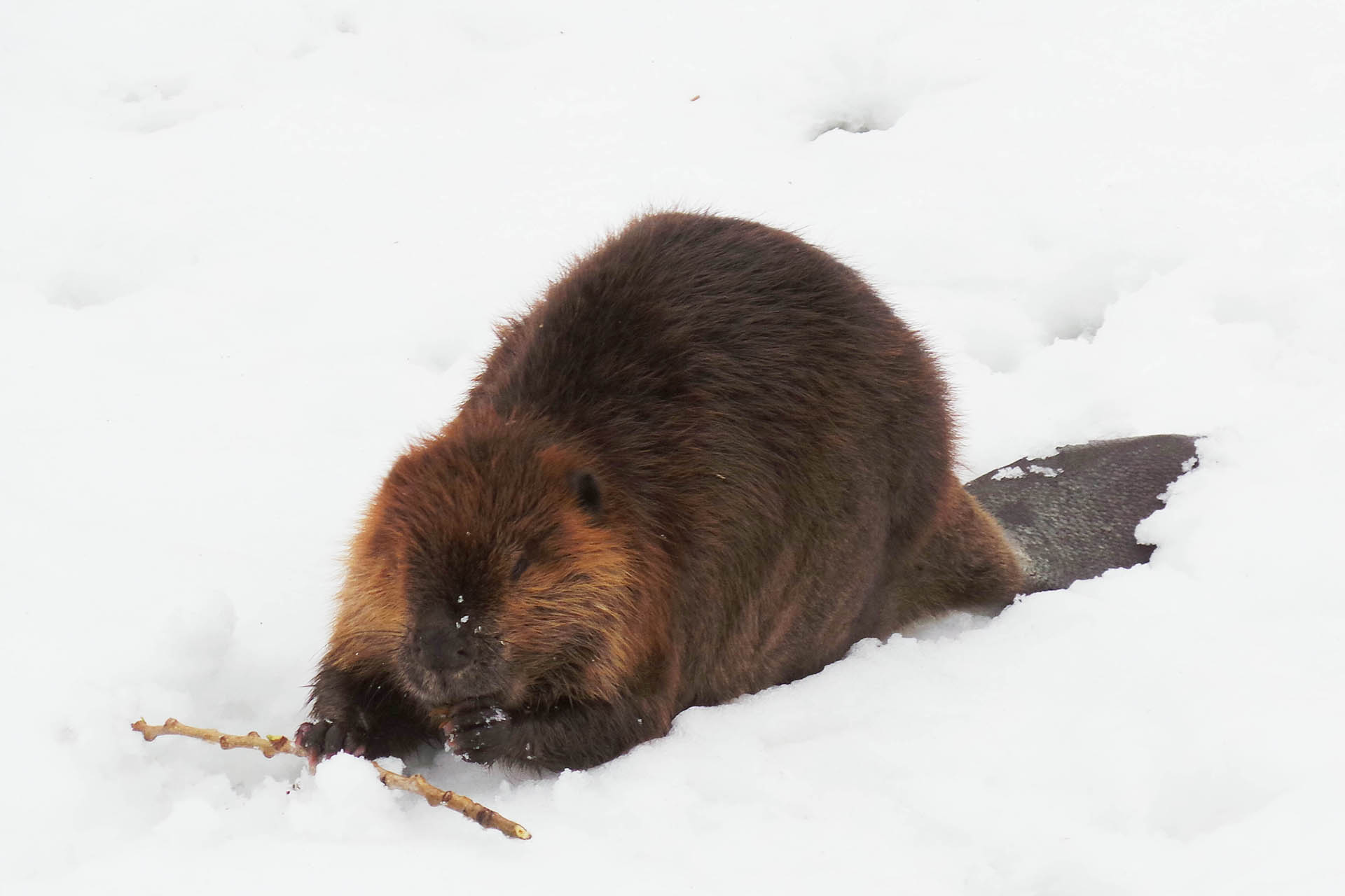Hunt of the Month: Beaver  thumbnail image