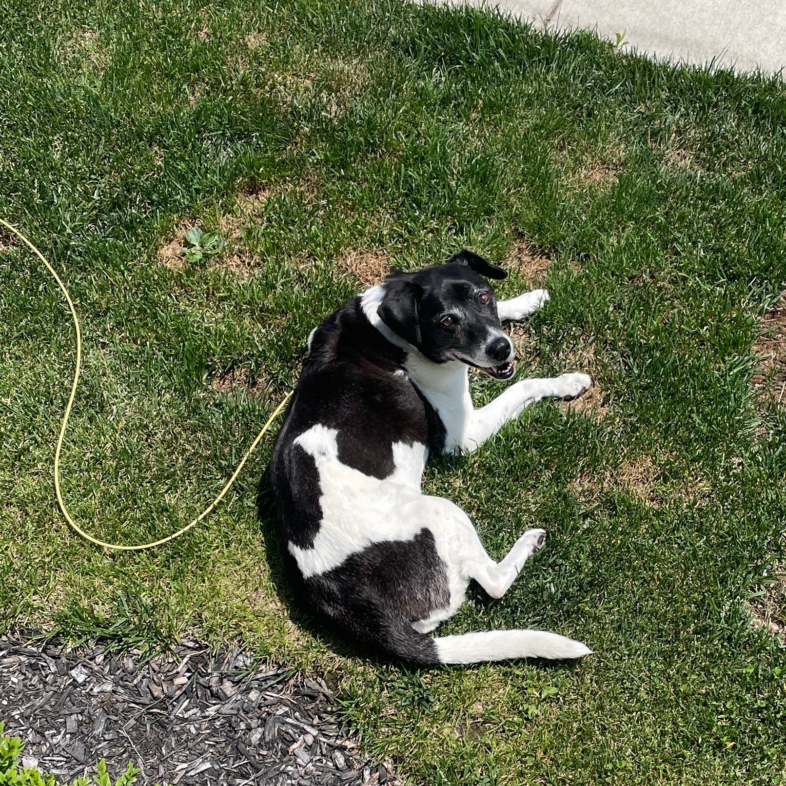 Daisy-Malizio.jpg