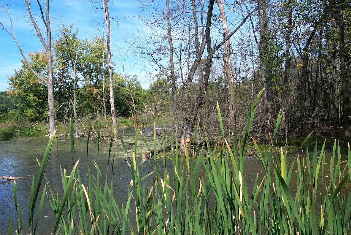 Wetland Biodiversity