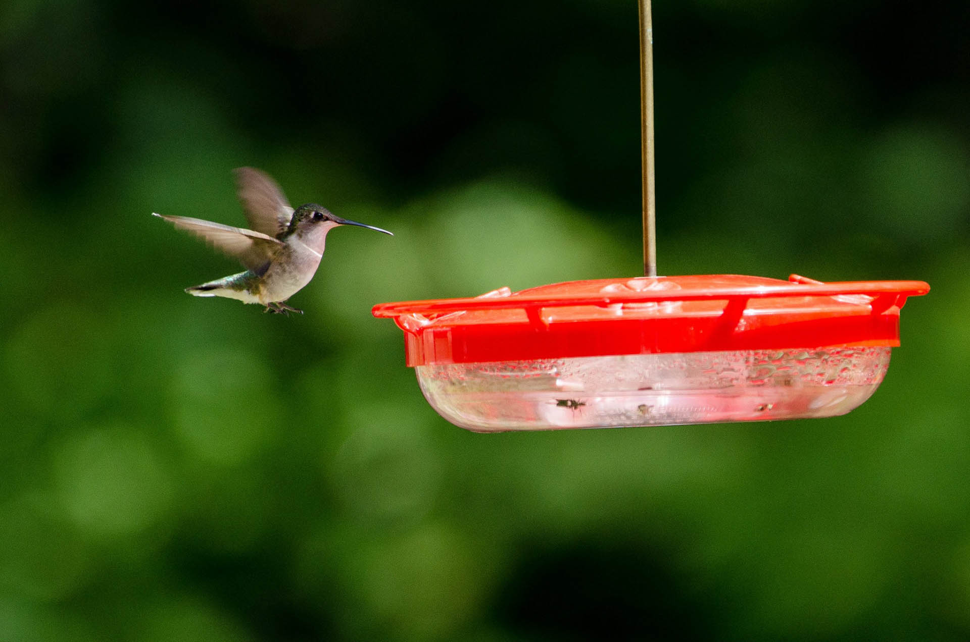 Best Summer Birding Sites in Cleveland Metroparks 