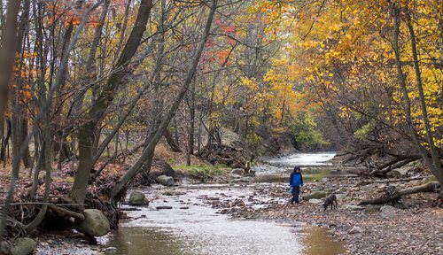 there is a person walking a dog in a stream in the woods, a tilt shift photo inspired by Henry Carr, featured on cg society, hudson river school, woodland creek, small creek, parks and public space