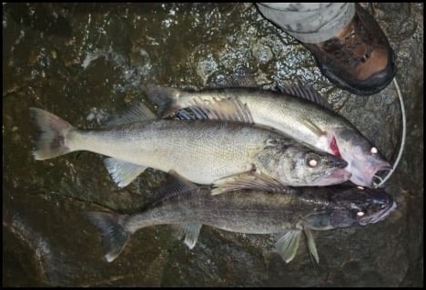 11-27-25-owen.jpg 11-27-25-owen.jpg