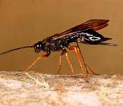 Exotic European Wood Wasp (Sirex Noctilio)
