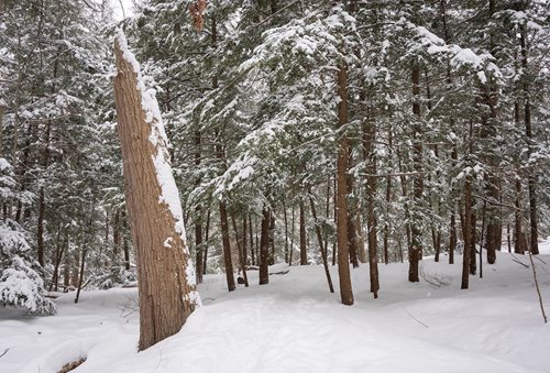 A tranquil winter scene of a snow-blanketed forest, highlighting a tree stump positioned in the middle of the landscape.