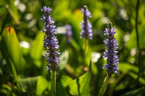 A field adorned with a beautiful array of purple flowers, creating a striking contrast against the green landscape.