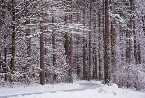 A serene winter road winding through a snow-covered forest, surrounded by tall, frosted trees under a clear blue sky.