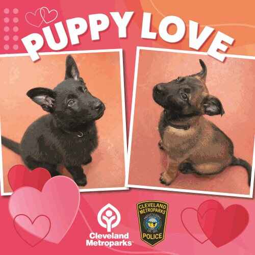 Puppy2_2-(1).jpg Puppy Love text with two puppy images