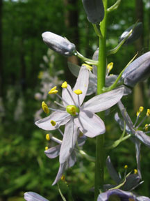 Wild Hyacinth Flower