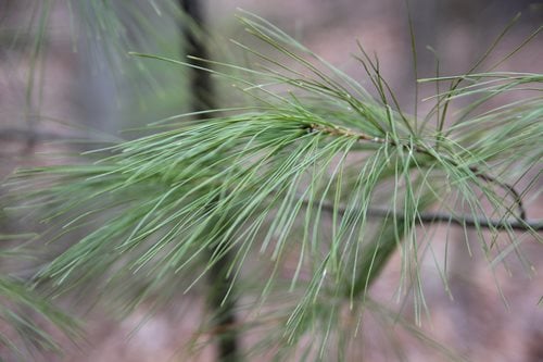 a close up of a pine tree branch with needles, a macro photograph by J. Alden Weir, featured on flickr, environmental art, single pine, maritime pine, pines symbol in the corners