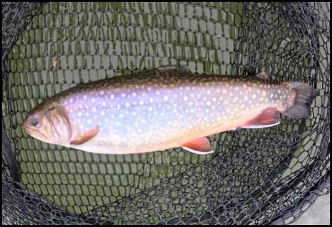 2-26-26-brian-1.jpg 2-26-26-brian-1.jpg