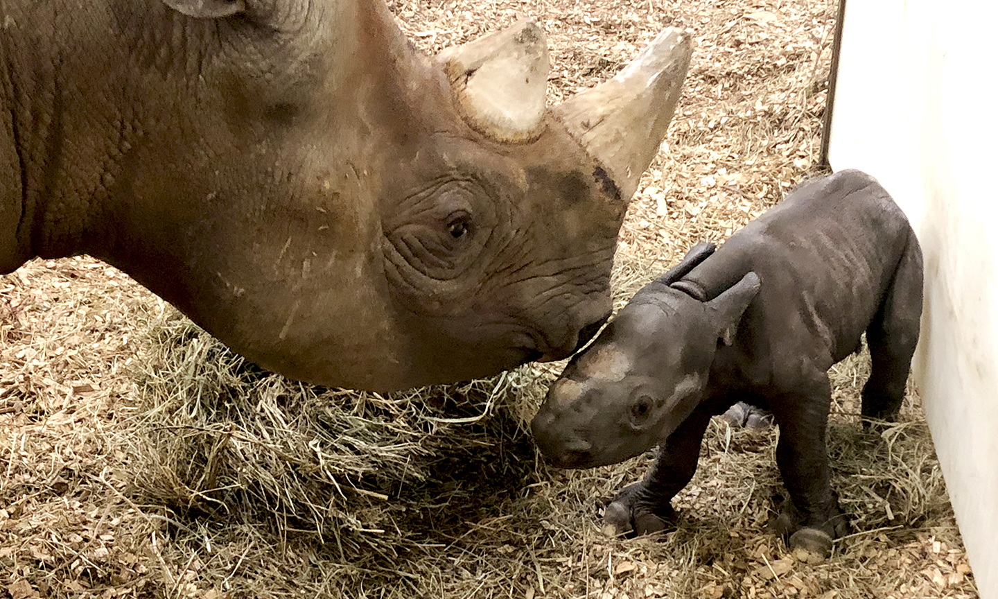 Oh Baby! Cleveland Metroparks Zoo Welcomes Newborn Rhino Calf 