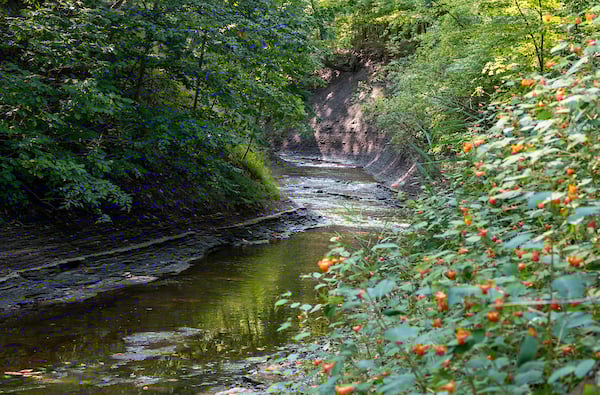 Euclid-Creek.jpg