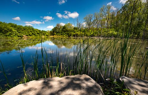  A peaceful pond in the forest, bordered by reeds and grass, showcasing the tranquility of the natural environment.