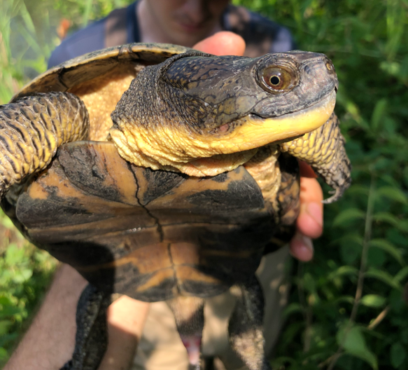 Figure1_right_Blandingsturtle7.png