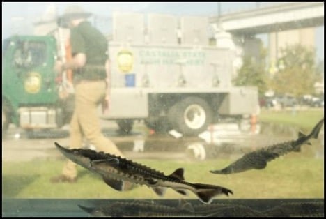 10-9-25-sturgeon-fest-3.jpg
