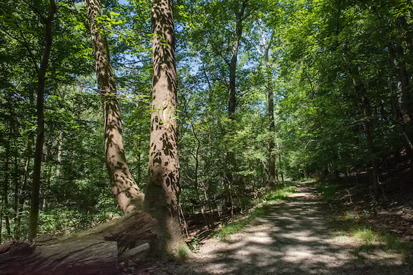 North-Ravine-Loop-Garfield-Park-Reservation.jpg
