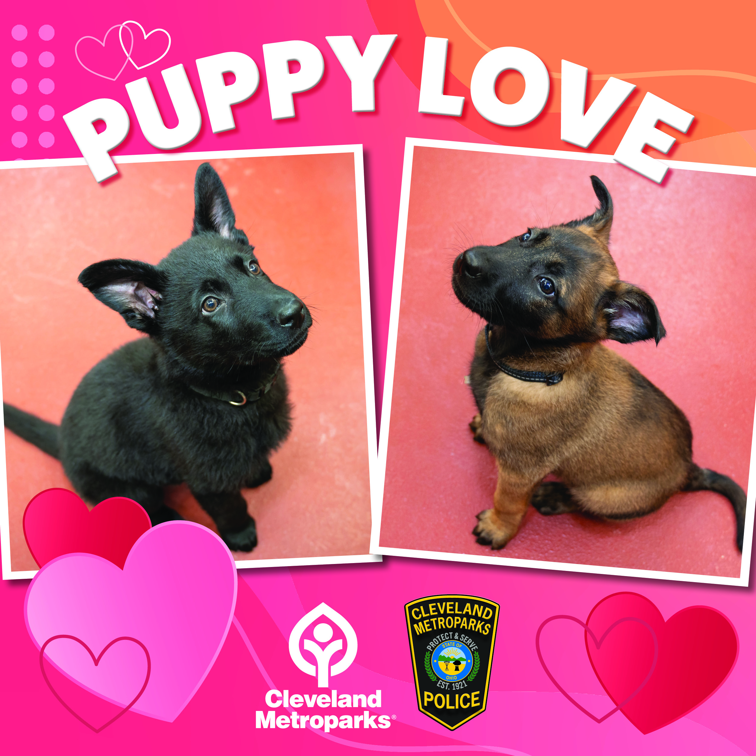 Help Name Cleveland Metroparks Police Department’s K-9 Puppies!