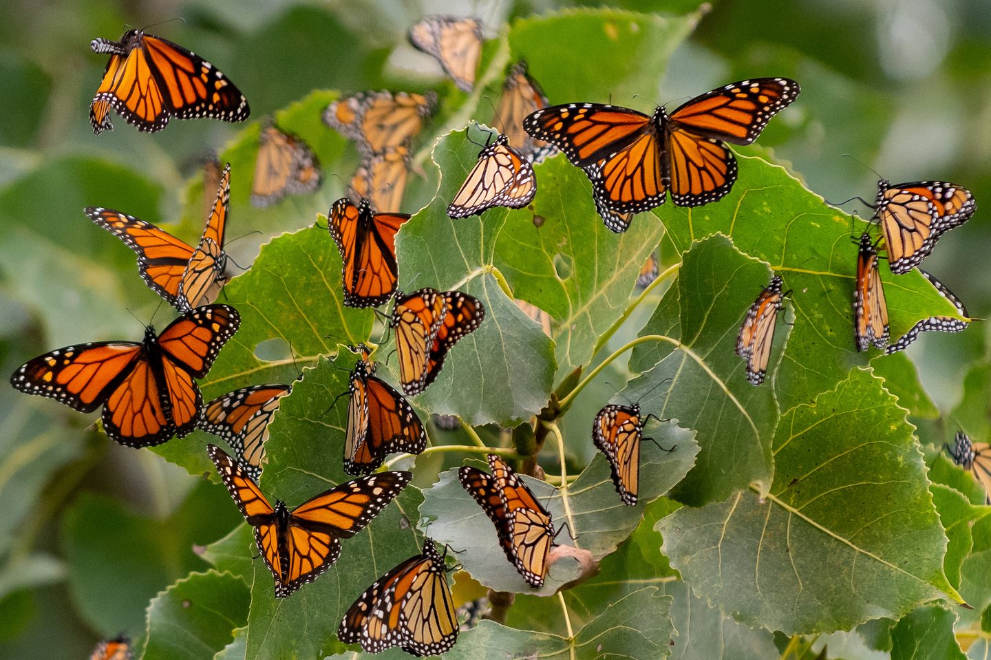 How to start a Monarch Way Station