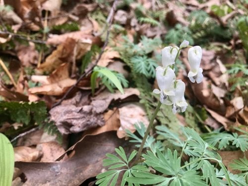 a small, delicate white wildflower standing tall amidst a forest floor covered in dry leaves. The flower has unique, heart-shaped petals hanging downward, and the stem is surrounded by soft, fern-like green leaves.